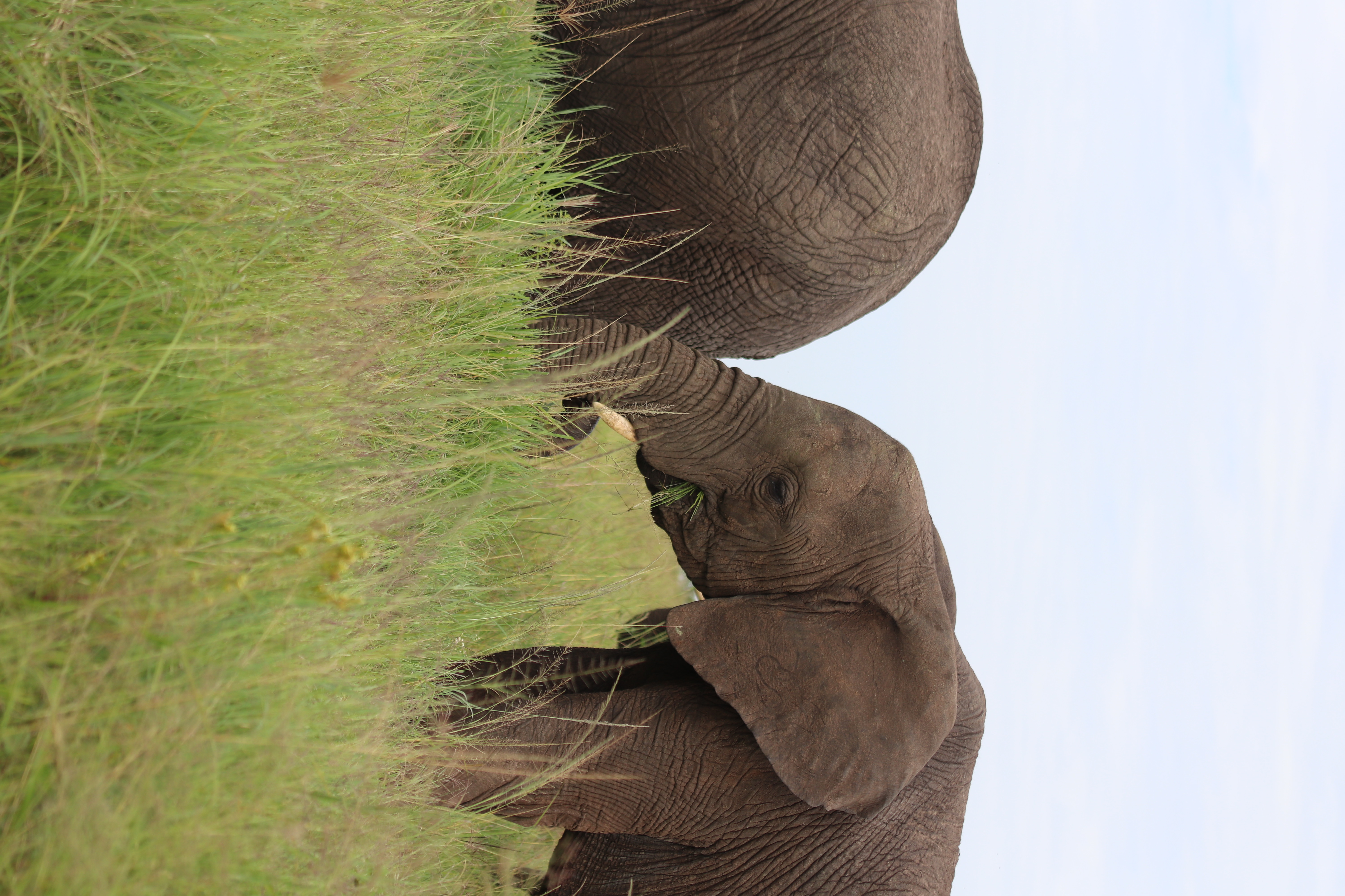 Two elephants on safari in Kenya