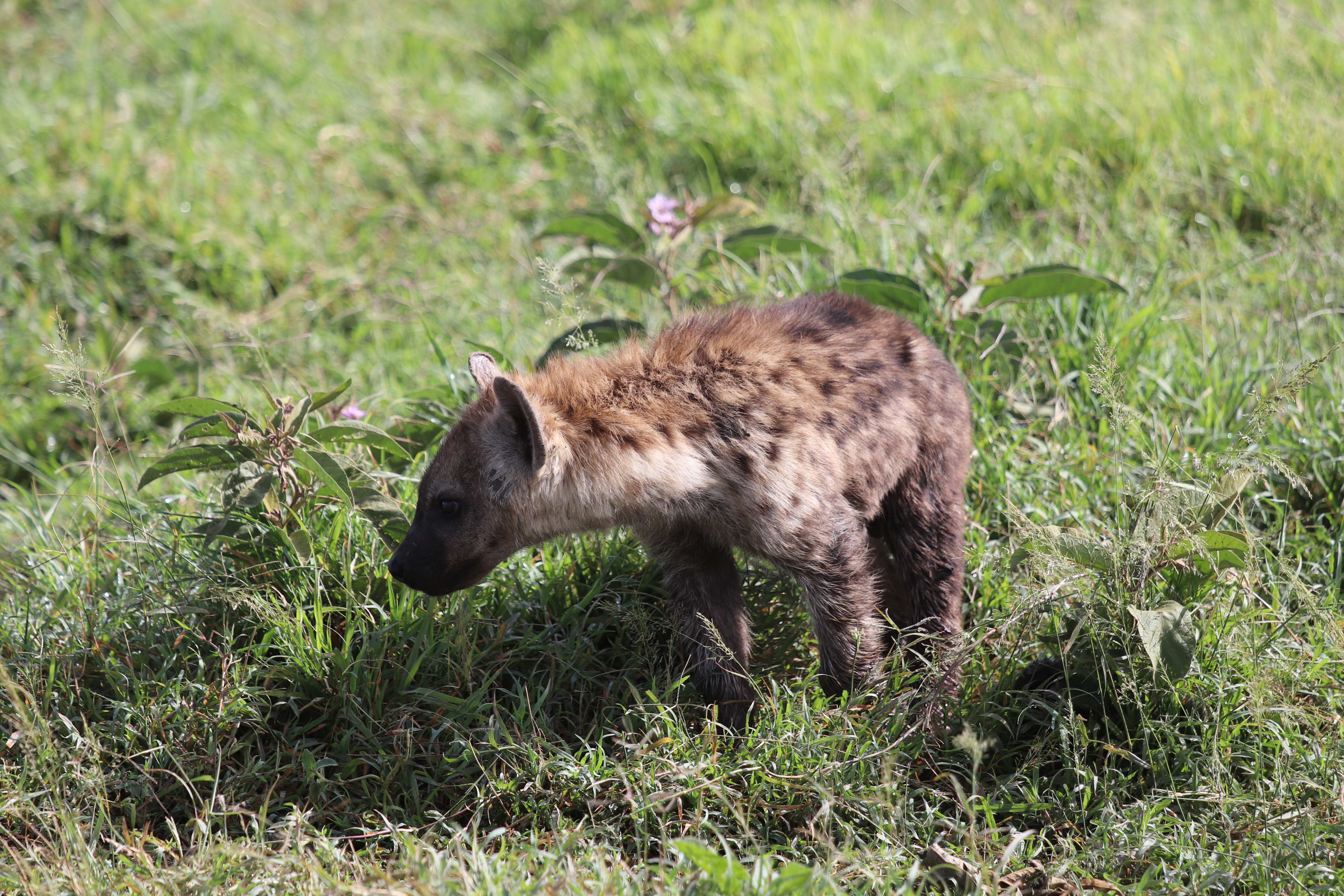 A spotted hyena on safari in Kenya