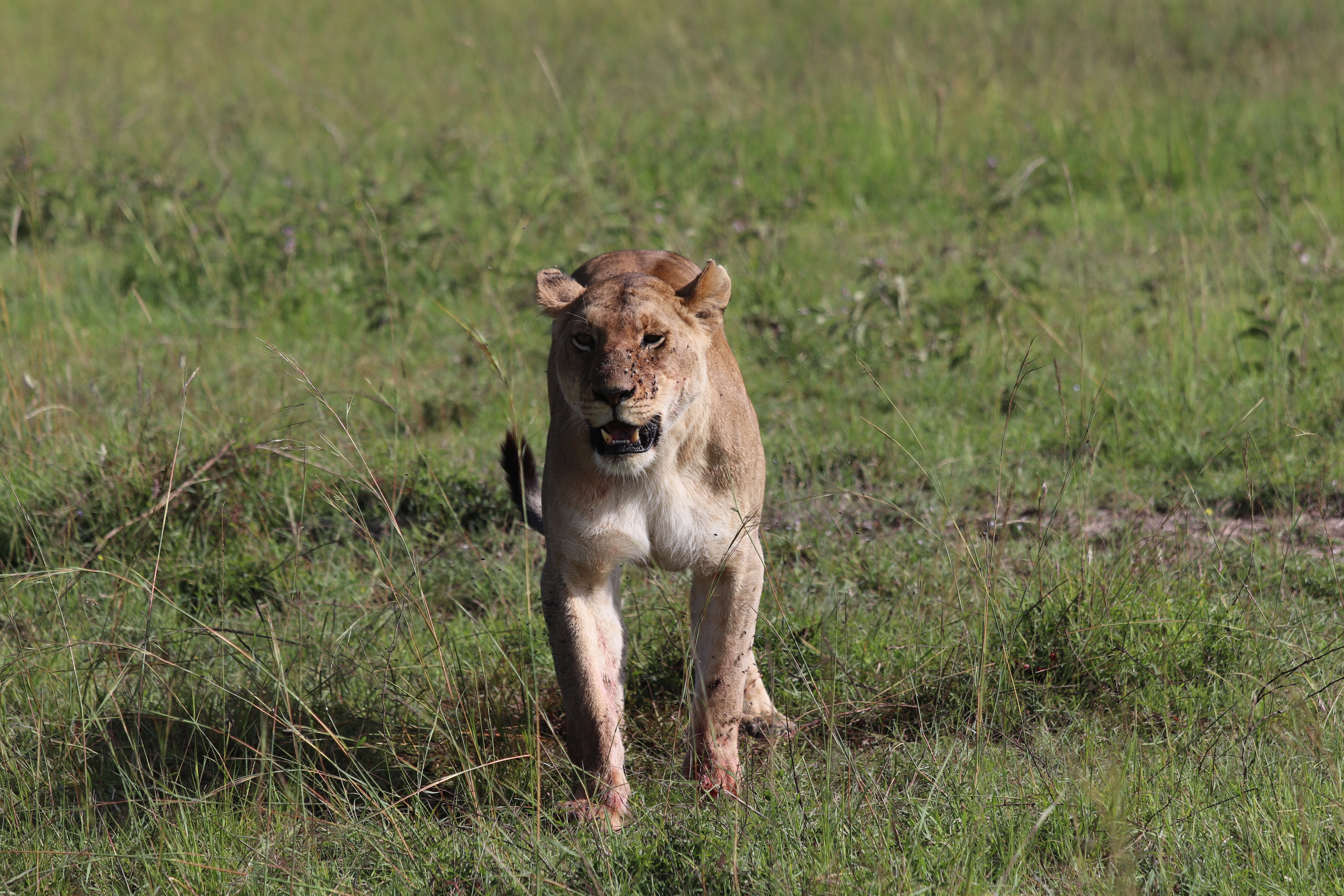 A lioness on safari in Kenya