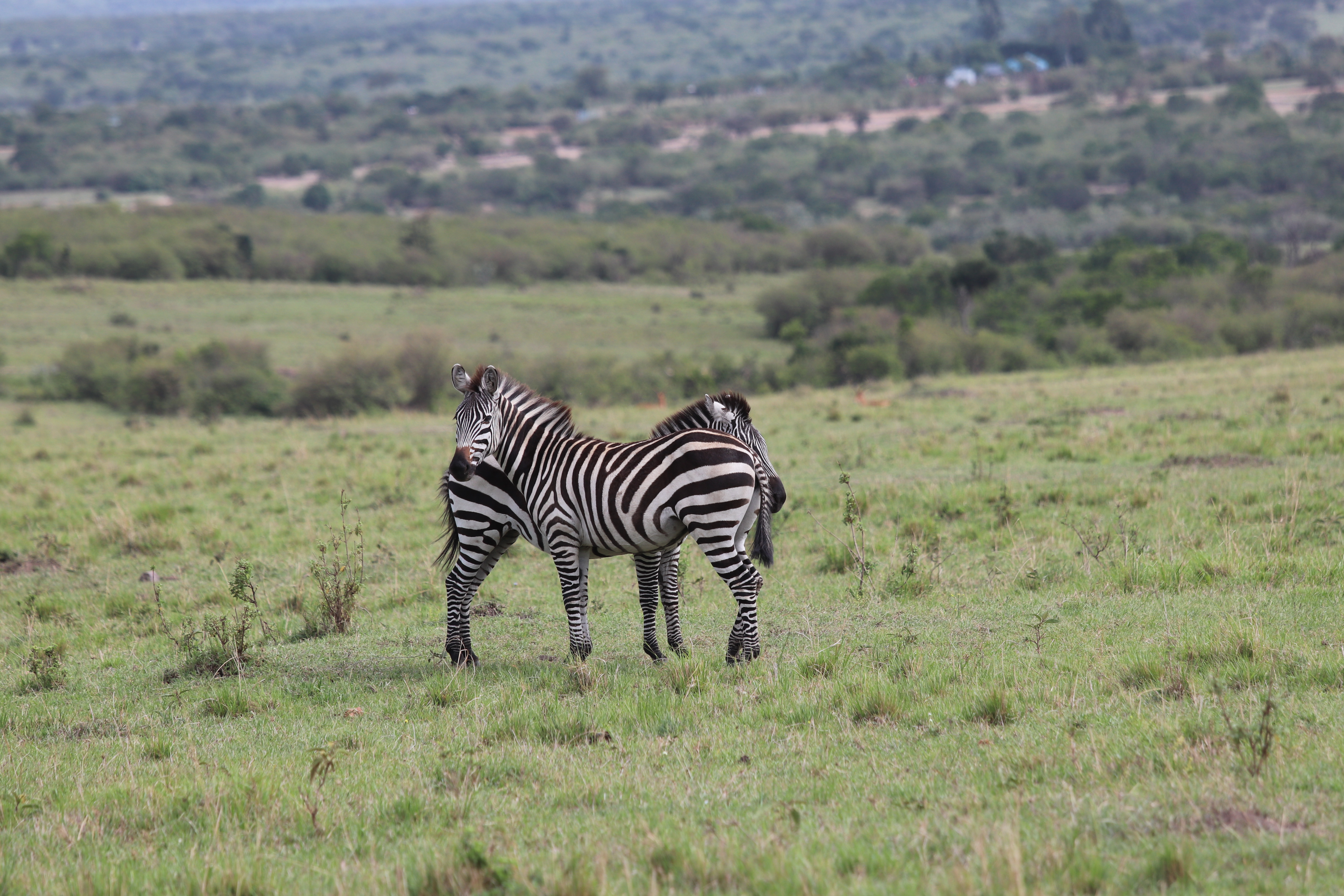 Two zebras on safari in Kenya