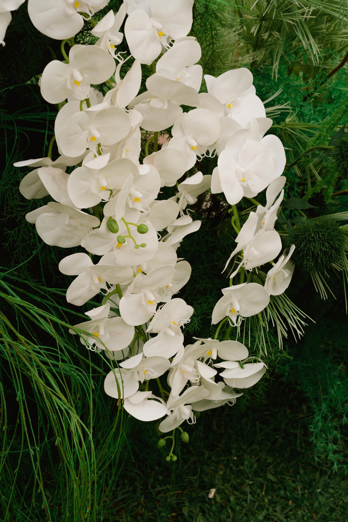 White orchids from the wedding flowers